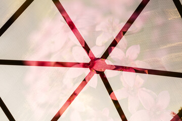 Flores cor de rosa e grades com vidro sobre. Múltipla exposição feita na fotografia. 