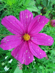 pink cosmos flower in garden