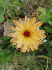 yellow marigold calendula