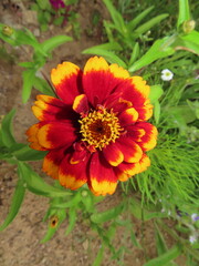 orange red zinnia