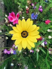yellow daisy with colorful flowers in background