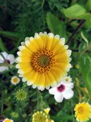 beautiful yellow coastal tidytips