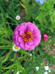 pink zinnia