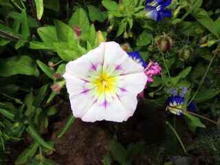 yellow white violet dwarf morning-glory