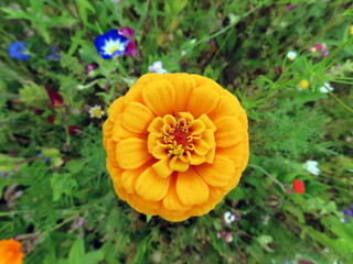orange zinnia flower