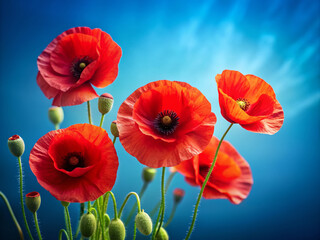 Obraz premium Vibrant red poppy flowers bloom against a serene blue background, evoking solemnity and respect, perfect for commemorating memorial days and honoring fallen heroes.