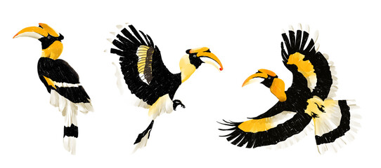 illustration of an hornbill bird summer jungle animal wild Hand drawn illustration on a transparent background