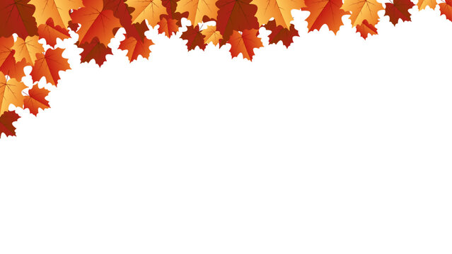 Autumn leaf background with transparent background. Autumn leaf border with transparent background