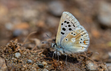 little blue butterfly picking minerals from the ground, Gavarnie Blue, Polyommatus pyrenaicus