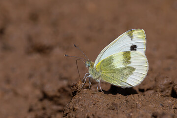 white butterfly picking up minerals from the ground, Krueper's Small White, Pieris krueperi