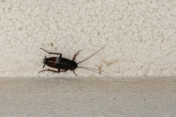 Oriental Cockroach - Blatta orientalis