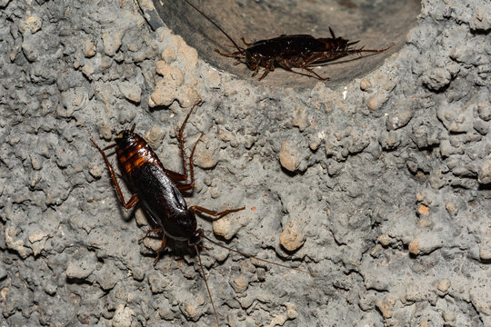 Oriental Cockroach - Blatta orientalis