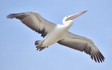 Large pelican soaring in a blue sky