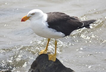 Seagull standing on a rock by the water edge