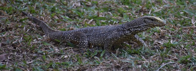Full body shot of a young spotted monitor lizard in a Malaysian park