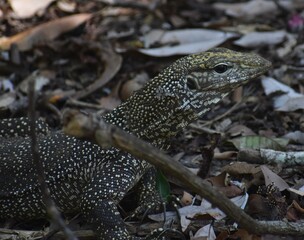 Close up of a spotted monitor lizard in a Malaysian park