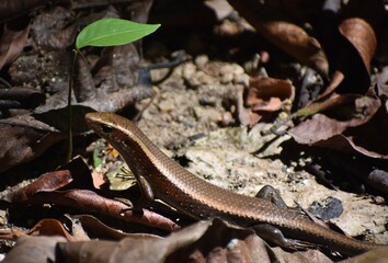 Small brown skink in a Malaysian park