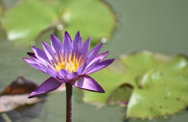 Close up of a beautiful purple and yellow lotus flower in a tropical pond