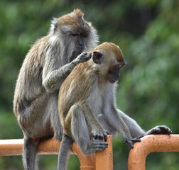 Macaque monkeys grooming each other in a Malaysian park