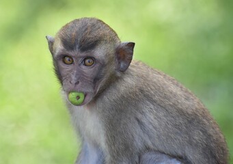 Cute young macaque monkey with some fruit in its mouth looking at the camera