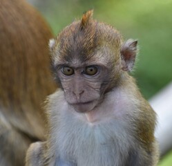 Close up of a young macaque monkey's face while it sits with its family