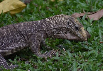 Close up of a young monitor lizard hunting in a Malaysian park