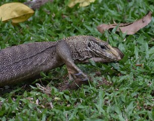 Monitor lizard hunting in the grass in a Malaysian park
