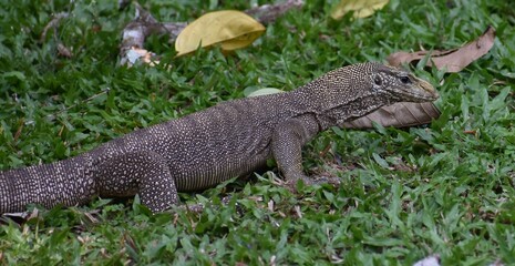 Young monitor lizard walking on the grass in a Malaysian park