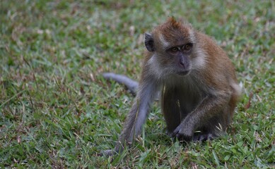 Cute macaque monkey sitting on the ground in a Malaysian park