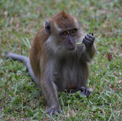 Macaque monkey eating some grass in a Malaysian park