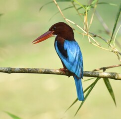Brightly coloured kingfisher perched on a bamboo branch in a Malaysian park