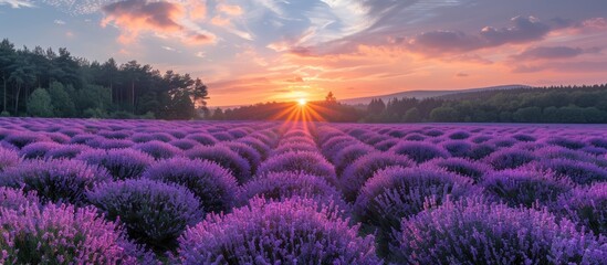 Fototapeta premium Lavender Field Sunset