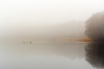 Mgła © Robert