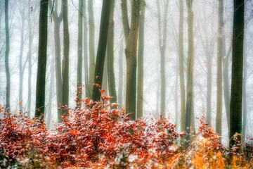 Zimowy las © Robert