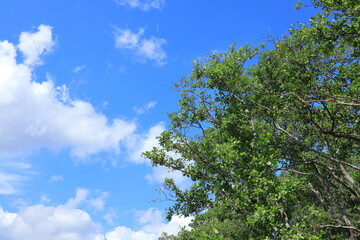 Black alder tree. Summer day. Fogdö, Roslagen, Sweden.