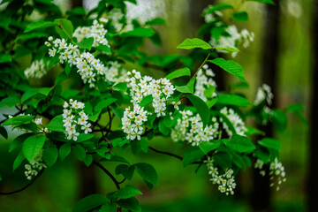 Branches of blooming bird cherry in the spring forest.