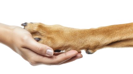 Human hand and dog paw transparent background