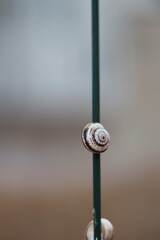 Isolated close up of a snail on a thin green pole.