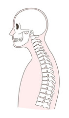 ストレートネックになった上半身の人体骨格イラスト