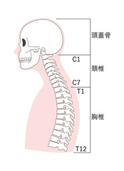 ストレートネックになった人体骨格の名称入りイラスト