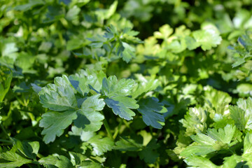 Beautiful and bright nature, healthy food, young green small leaves of parsley bushes illuminated by sunlight.
