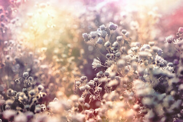 Meadow flowers, small daisy illuminated by sunlight