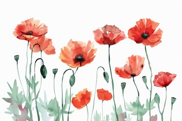 Fototapeta premium Art in watercolor style - isolated poppy flower illustrations on a white backdrop