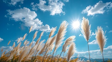 Obraz premium Pampas grass field, vibrant blue sky, fluffy white clouds, golden sunlight, backlit plants, soft focus, dreamy atmosphere, wispy feathery texture, nature photography.