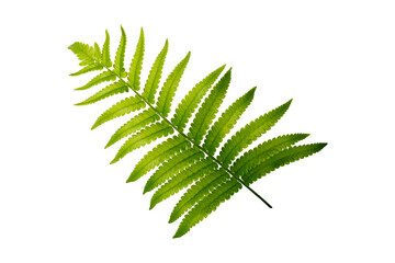 green fern leaf isolated on white background