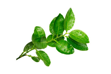water drops on green leaf isolated on white background, leaves of orange tree