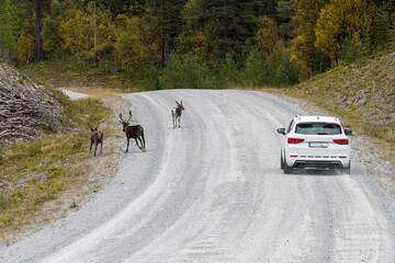 Rentiere auf einer Straße in Schweden	
