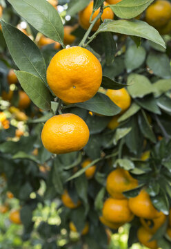 Close-up of yellow tangerine fruits with leaf and granch on an orchard near Seogwipo-si, Jeju-do, South Korea
