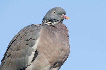 Portrait einer Ringeltaube
