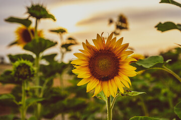 Pole słoneczników, zbliżenie na kwiat słonecznika, żółte płatki, ciepły letni wieczór. © Aneta